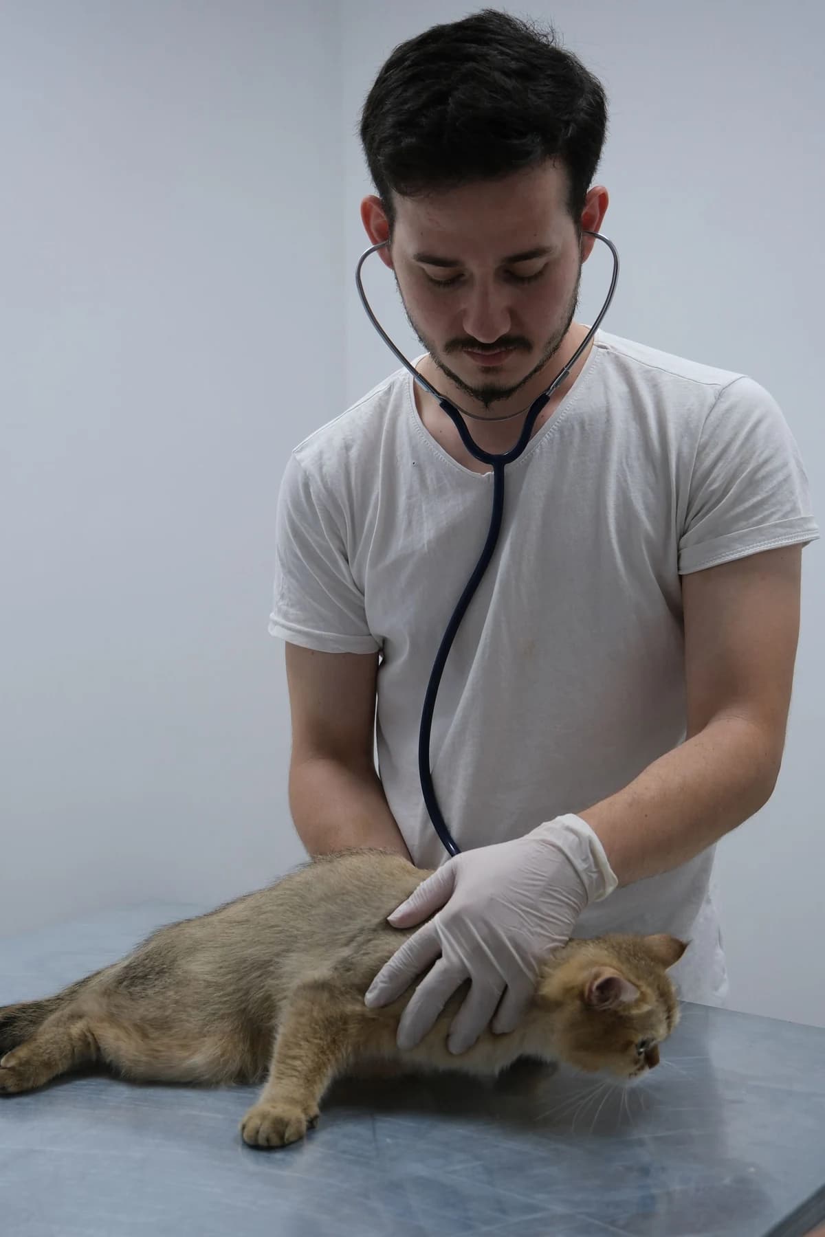 Illustrative concept photography for Oakwood Vets