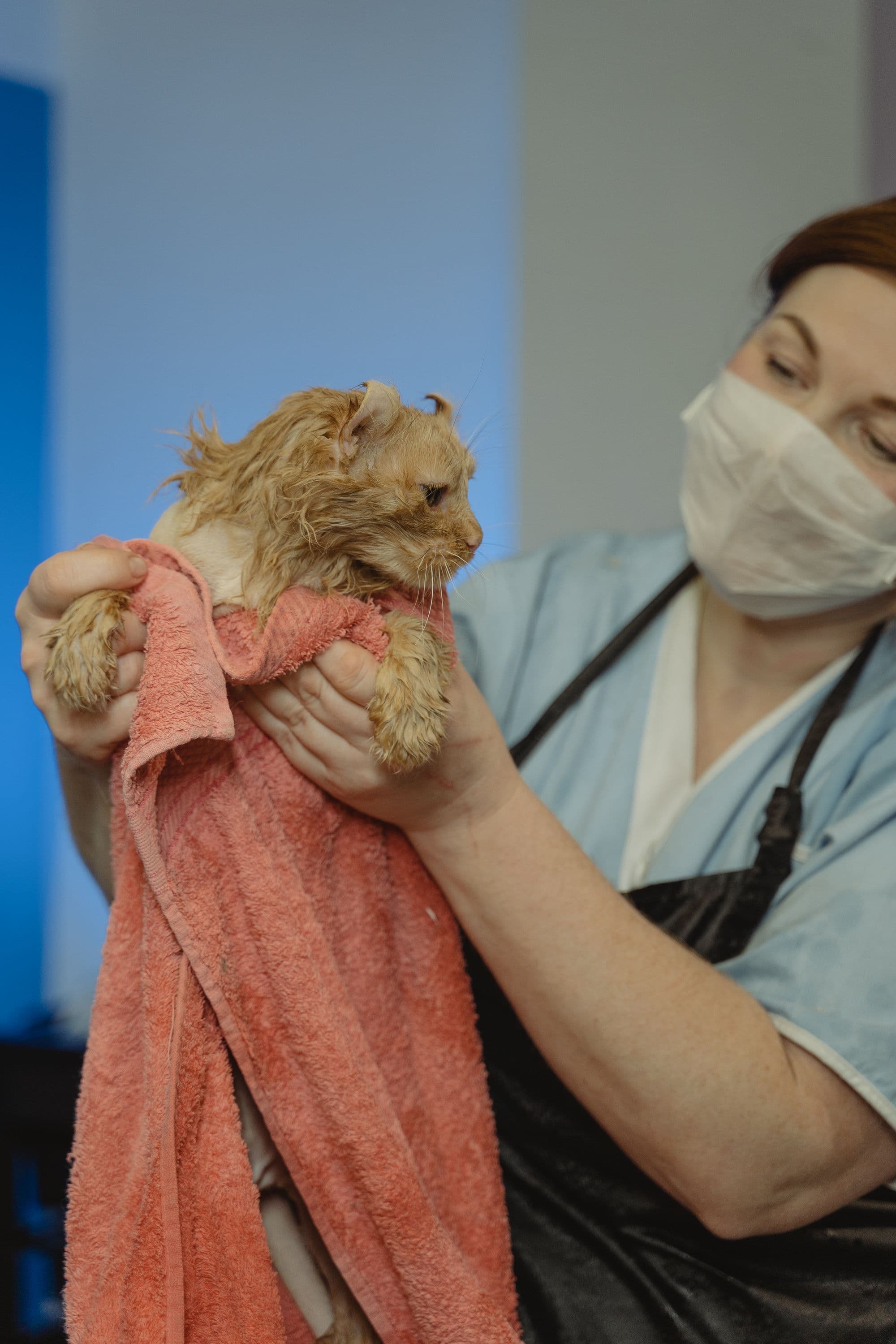 Illustrative concept photography for Meadow Lane Vets